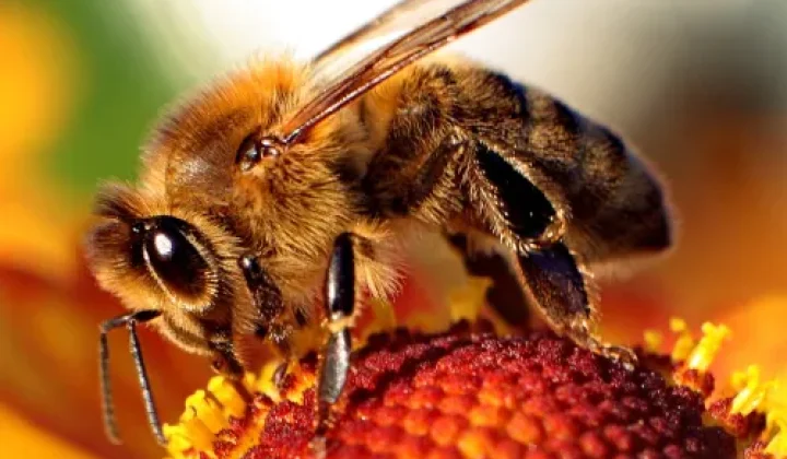 WHERE HAVE ALL THE BEES GONE?